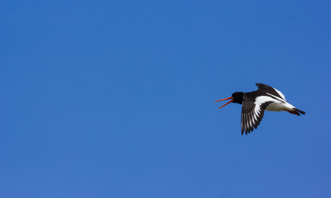 Oystercatcher in flight