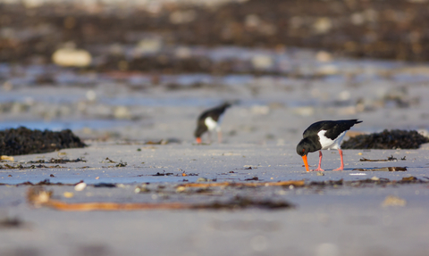 Oystercatchers feeding