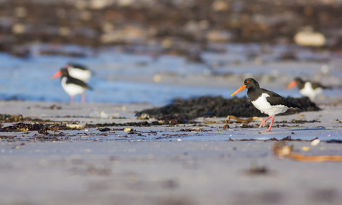 Oystercatchers on the beach