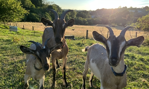 Three goats in a field