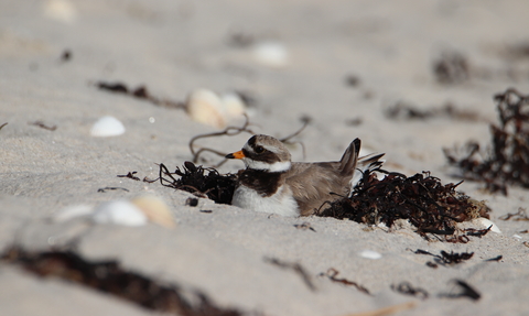 Ringed Plover sitting by Jonty Ward