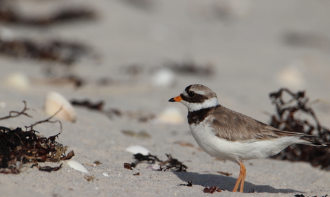 Ringed Plover by Jonty Ward