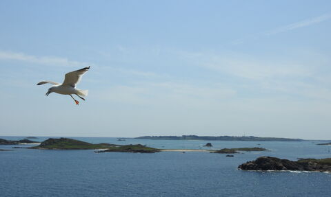 Herring Gull calling over Scilly seascape
