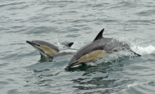 Common Dolphin (c) Chris Gomersall