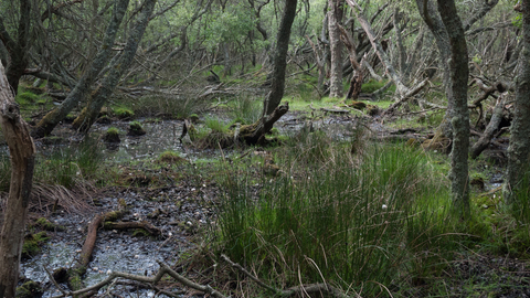 Wet woodland