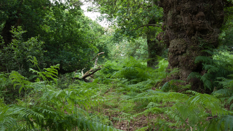 Lowland dry oak and birch wood