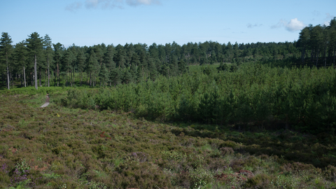 Coniferous plantation