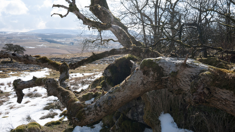 Upland mixed ash wood