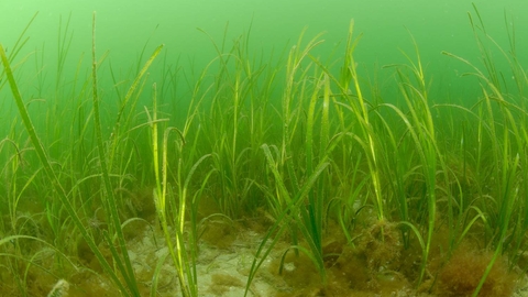 Seagrass bed