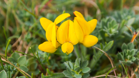 Bird's-foot trefoil