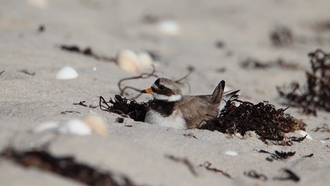 Ringed Plover sitting by Jonty Ward