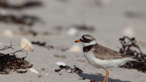 Ringed Plover by Jonty Ward