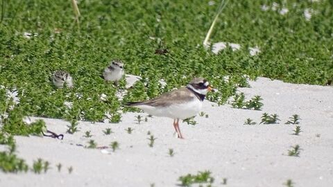 Ringed Plover and chicks