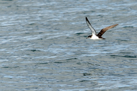 Manx Shearwater