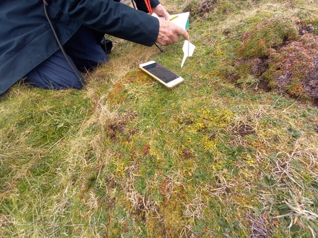 New patch of gilt-edged lichen on St Martin's