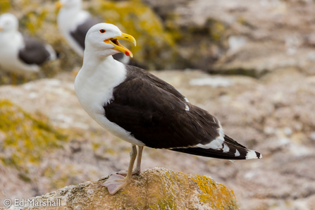 Great Black Backed Gull - Ed Marshall