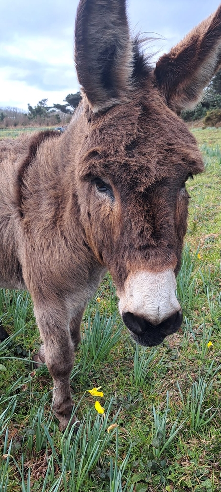 Donkey face close up