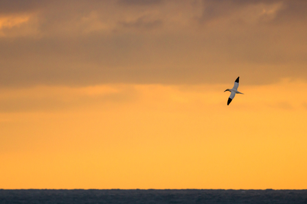 Ed Marshall Gannet in Flight