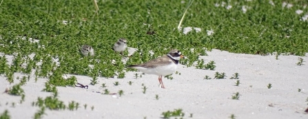 Ringed Plover and chicks