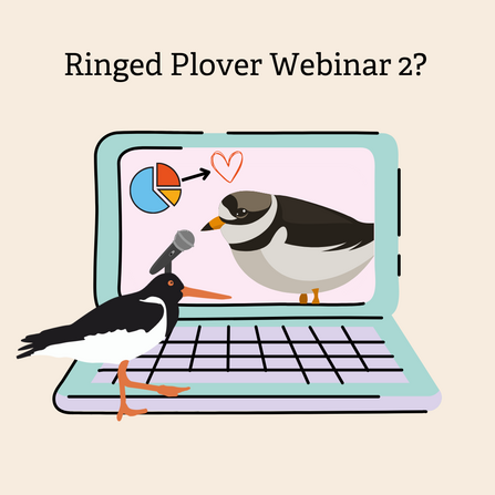 Ringed Plover Webinar 2 graphic