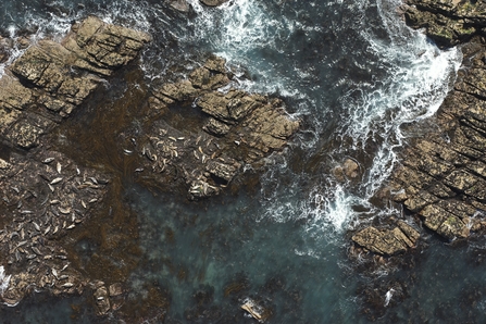 Grey seal colony 