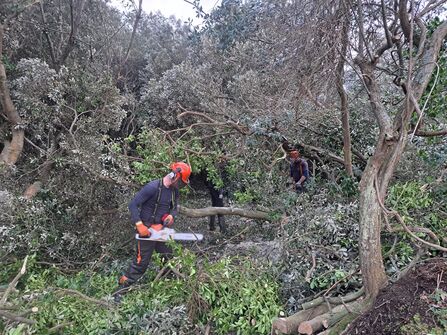 Rangers chainsawing Storm Goretti damage