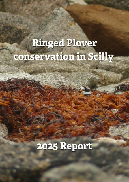 Ringed Plover Report 2025 title card