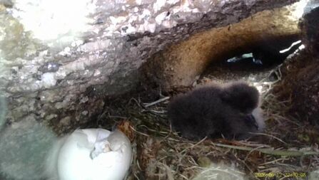 Manx Shearwater chick burrow scopes by Christopher Cachia-Zammit