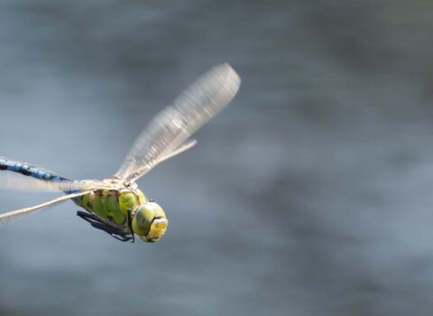 Emperor Dragonfly