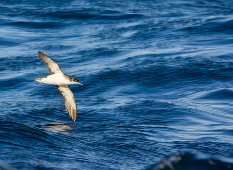 Manx Shearwater (c) Ed Marshall