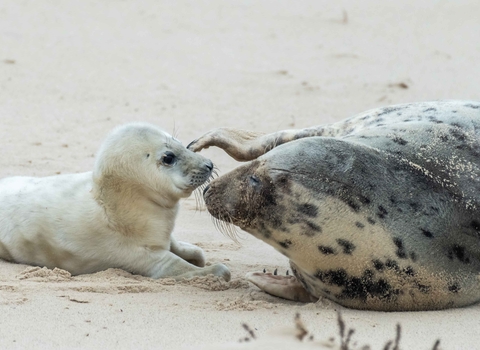 Grey seal