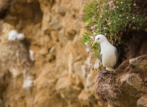 Kittiwakes (c) Ed Marshall