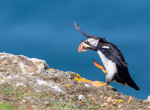 Puffin