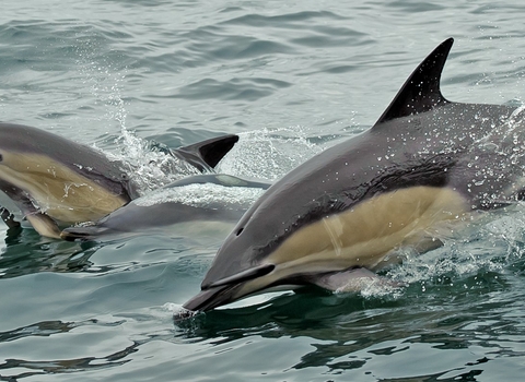 Common Dolphins