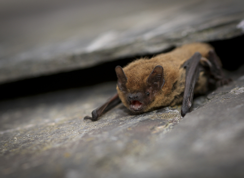 Common Pipistrelle Bat 