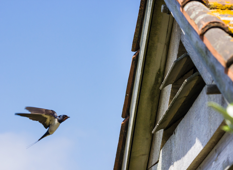 Barn swallows