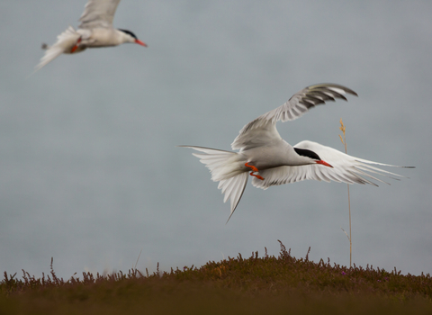 Common tern 