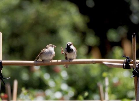 House sparrows