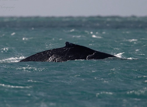 Humpback Whale