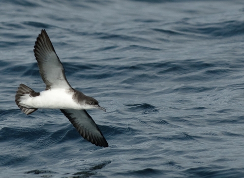 Manx shearwater