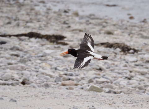 Oystercatcher