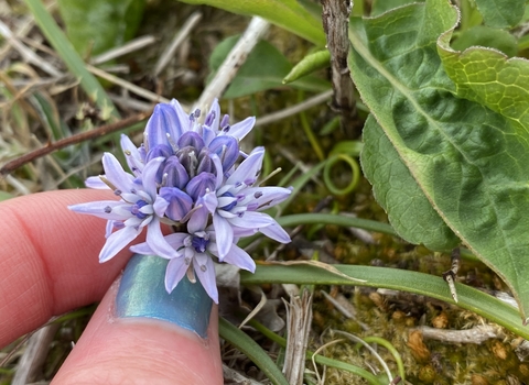 Spring squill