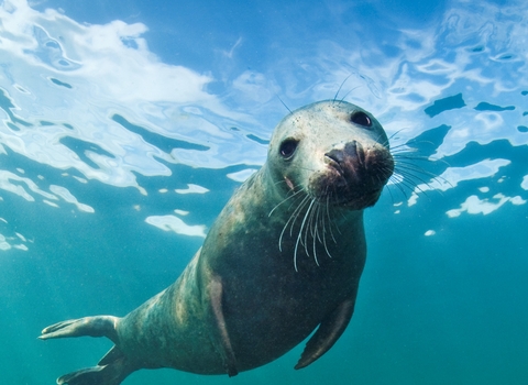 Grey seal in water 