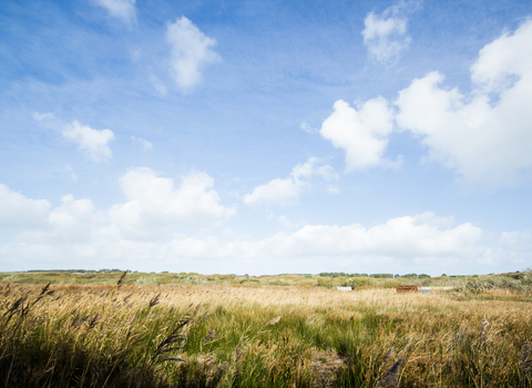 Lower Moors Reedbed