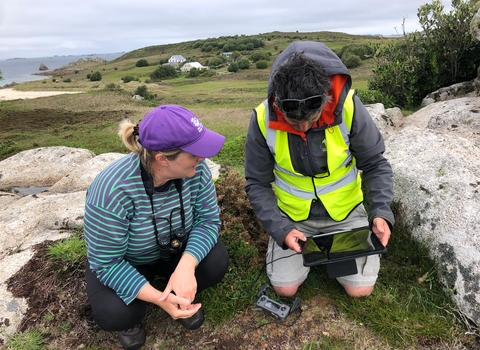 Seabird surveys