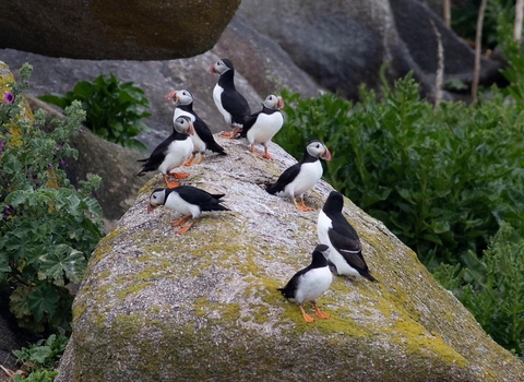 Puffins on Mincarlo