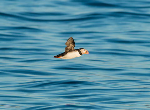 Puffin