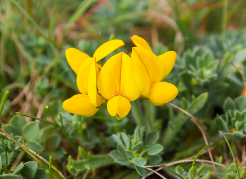 Bird's-foot trefoil