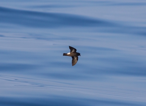 Storm petrel