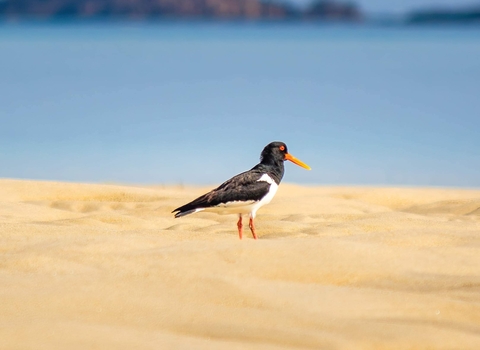 Oystercatcher in the sunshine